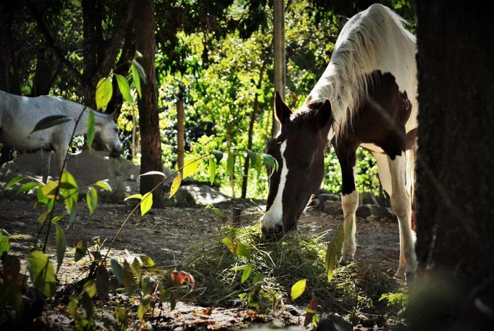 Alto Paraíso de Goiás Mariri Jungle Lodge מראה חיצוני תמונה
