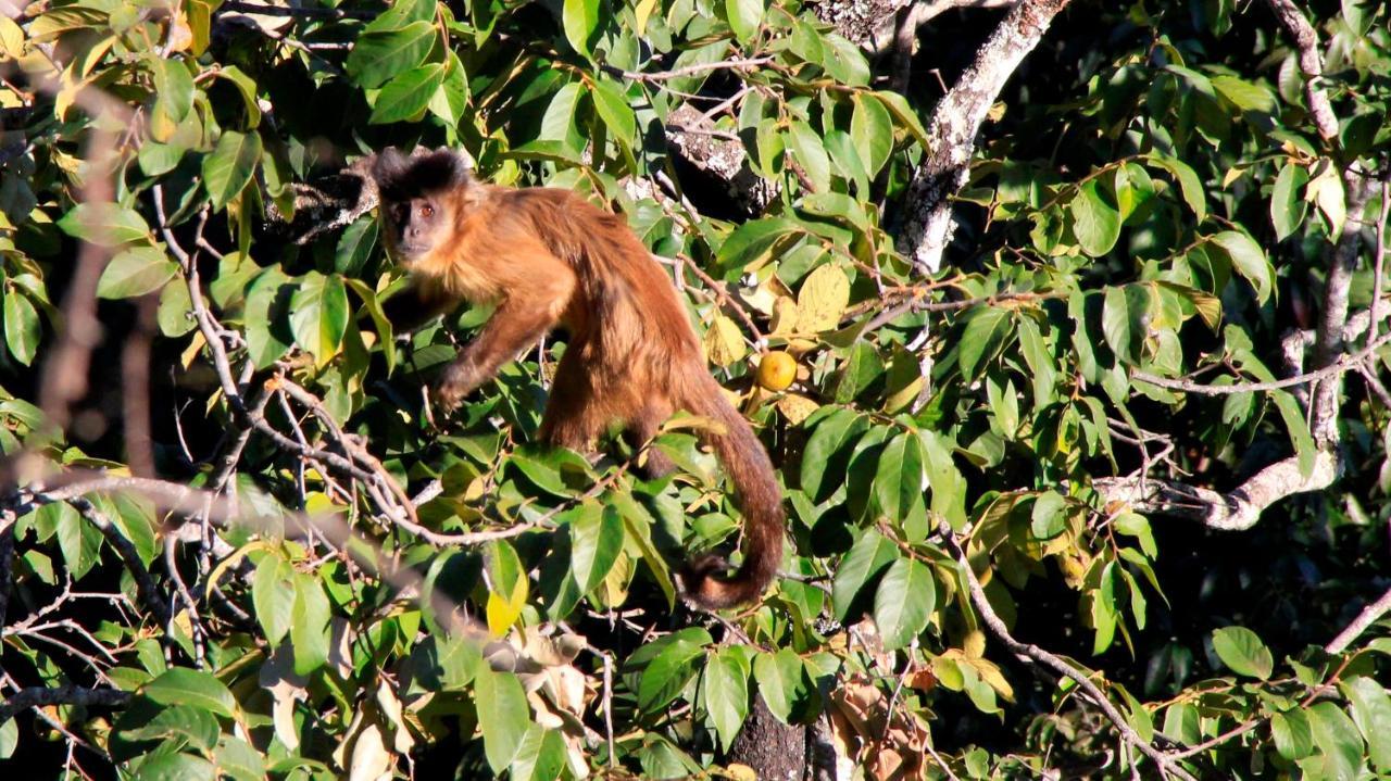 Alto Paraíso de Goiás Mariri Jungle Lodge מראה חיצוני תמונה